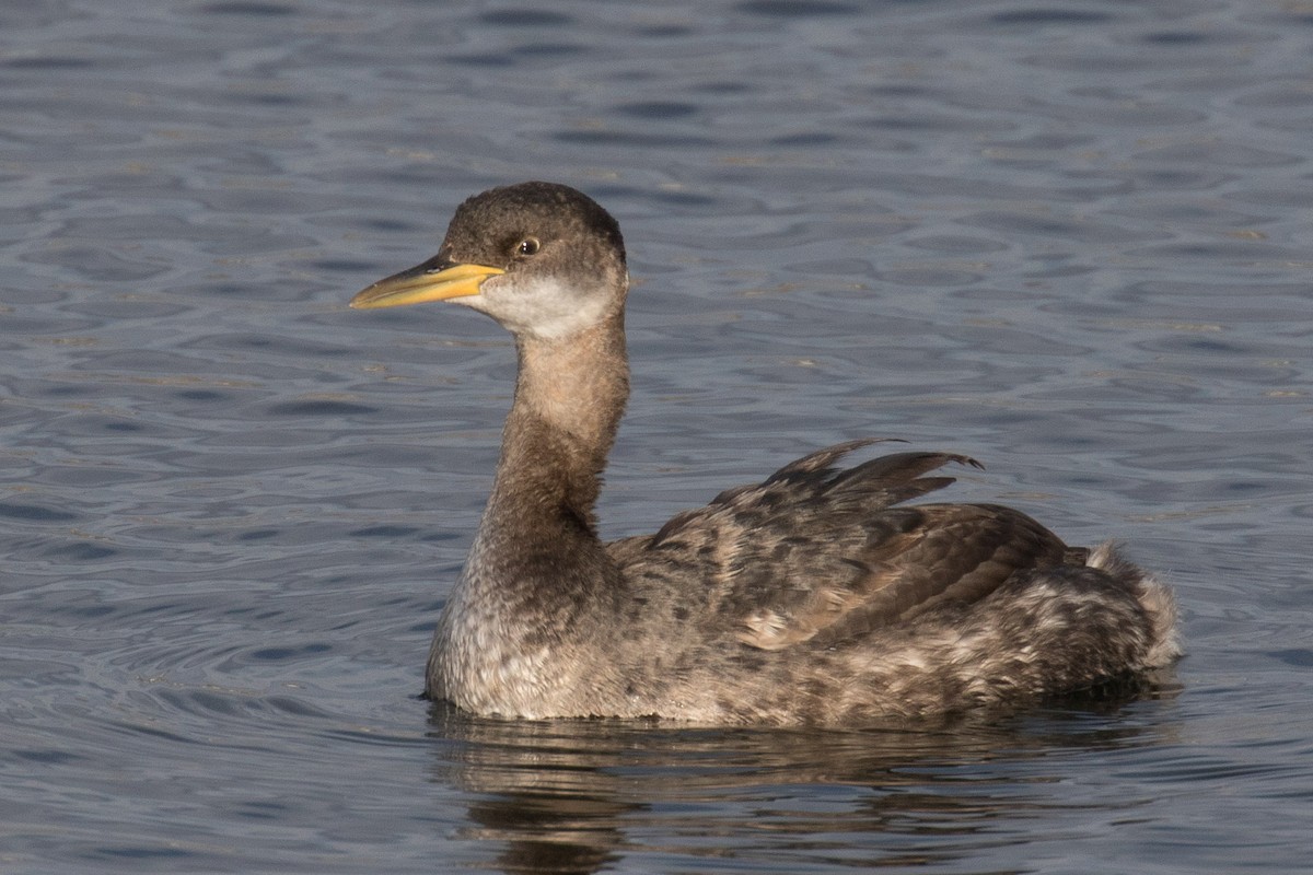 Red-necked Grebe - ML41020941
