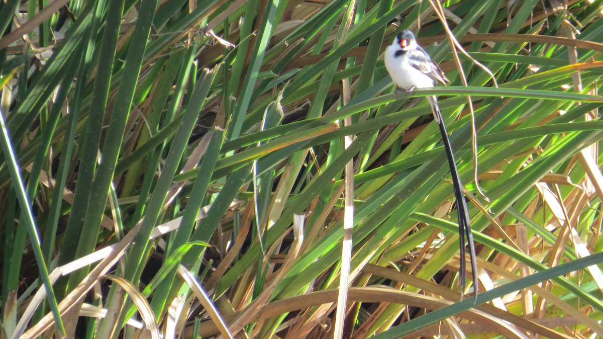 Pin-tailed Whydah - ML410210221