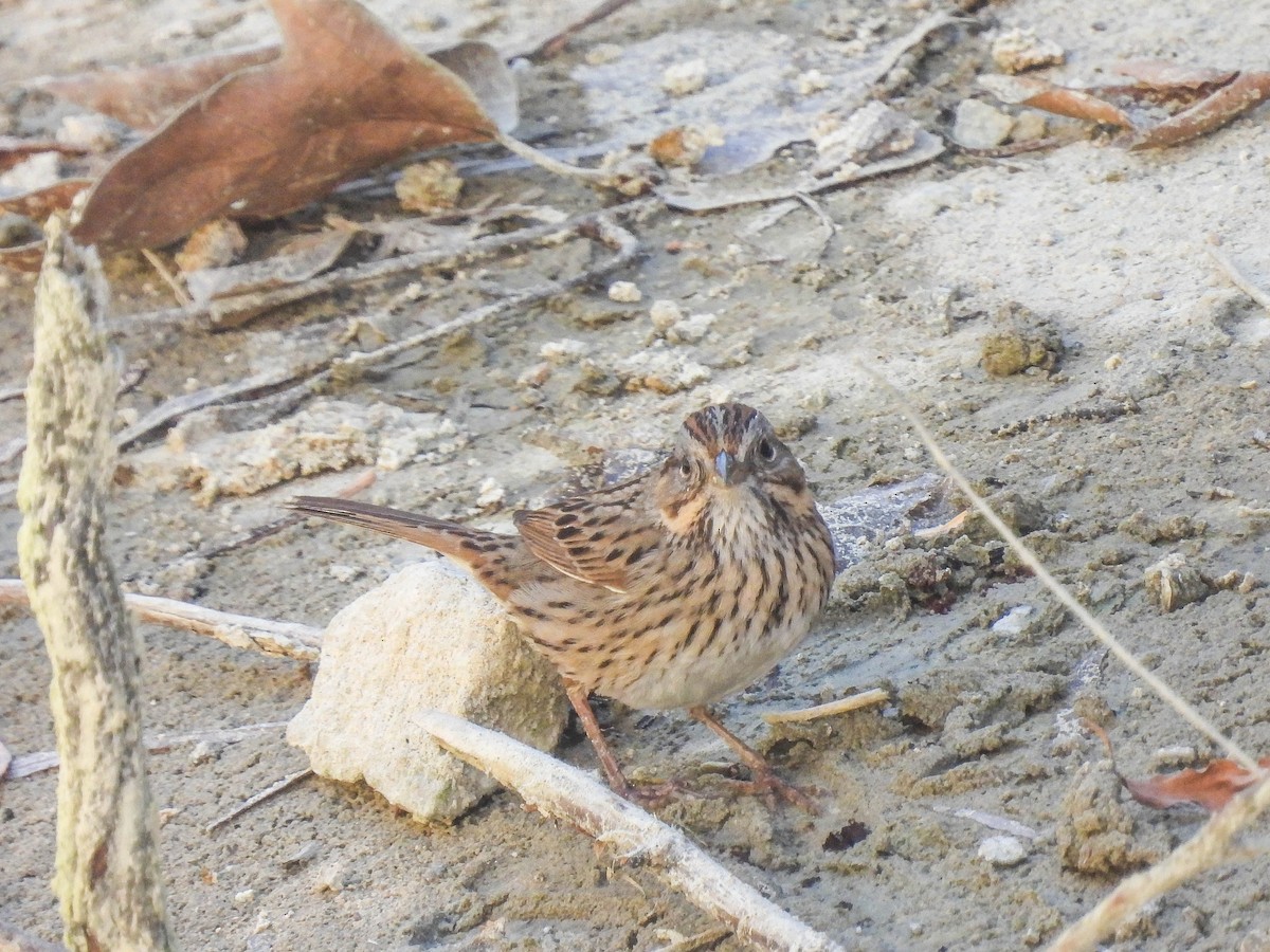 Lincoln's Sparrow - ML410210431