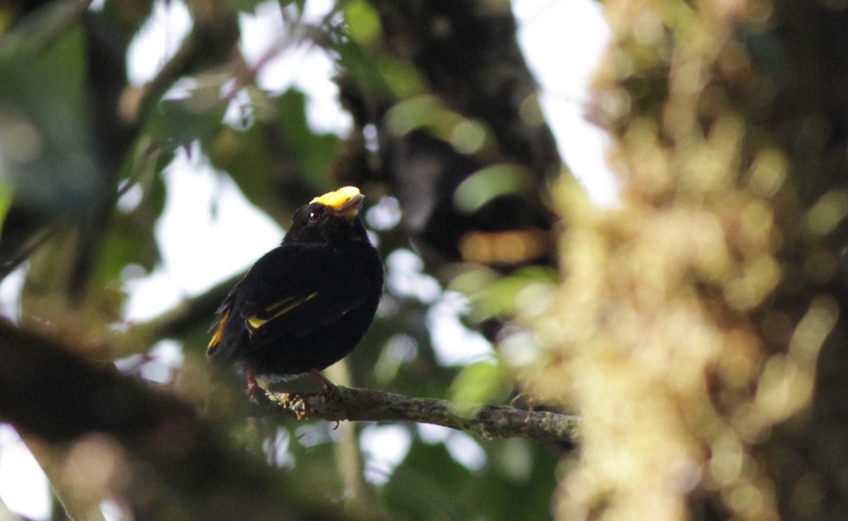 Manakin à ailes d'or - ML41021221