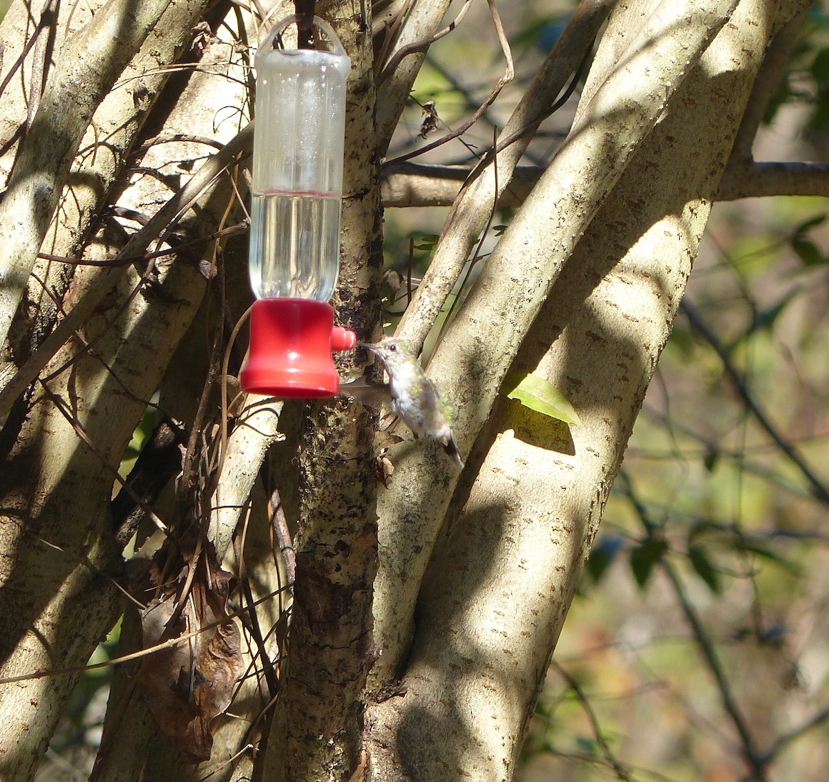 Calliope Hummingbird - ML410213451