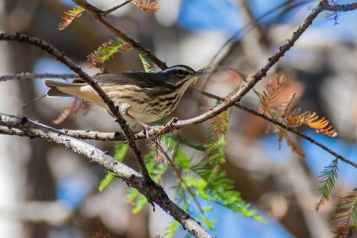 Louisiana Waterthrush - ML410213801