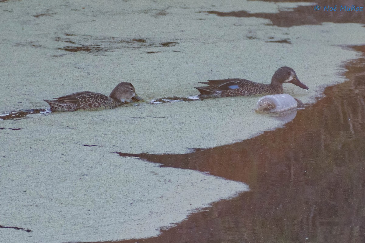 Blue-winged Teal - ML410214161