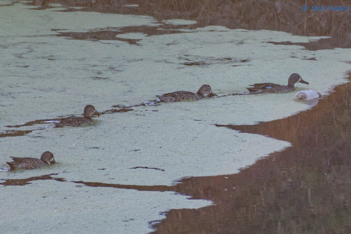 Blue-winged Teal - ML410214211