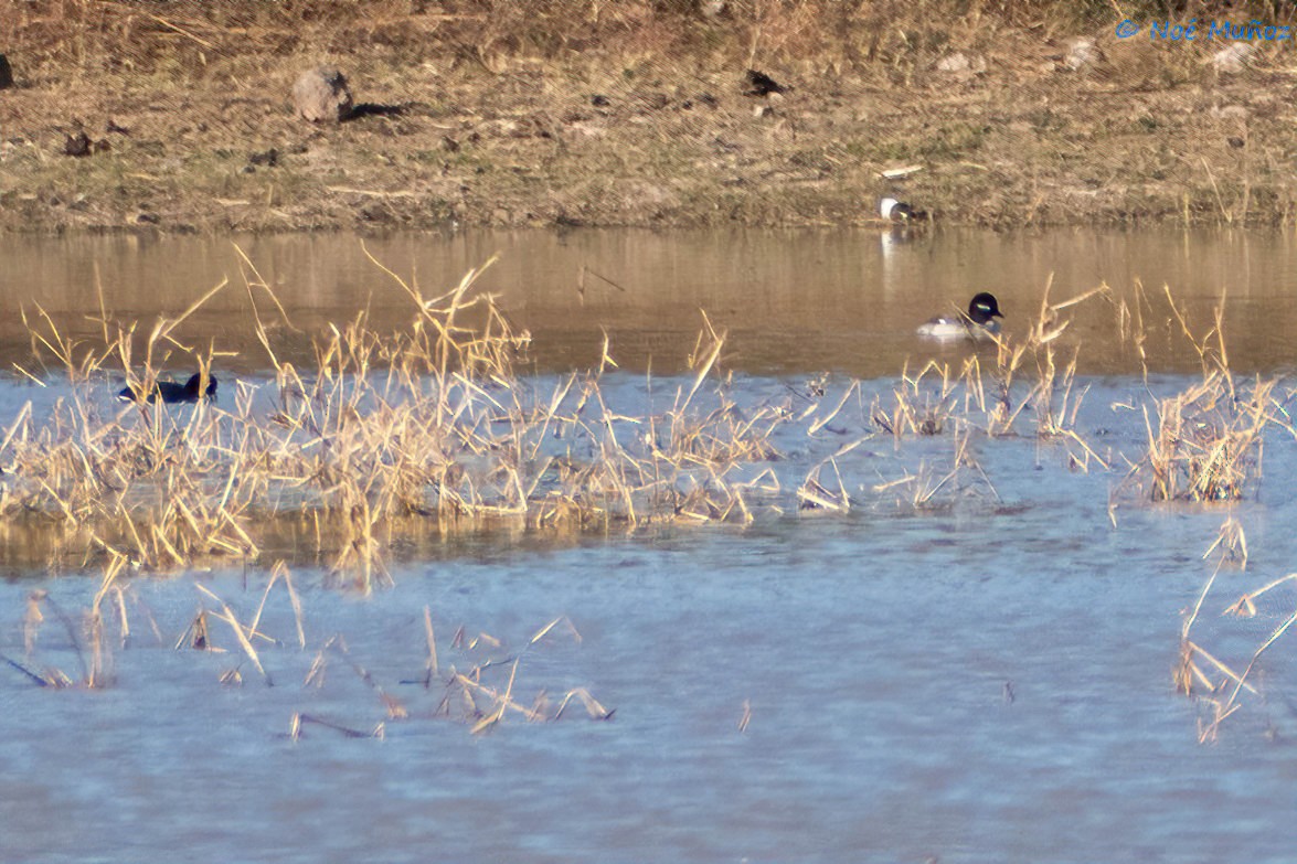 Bufflehead - ML410214271