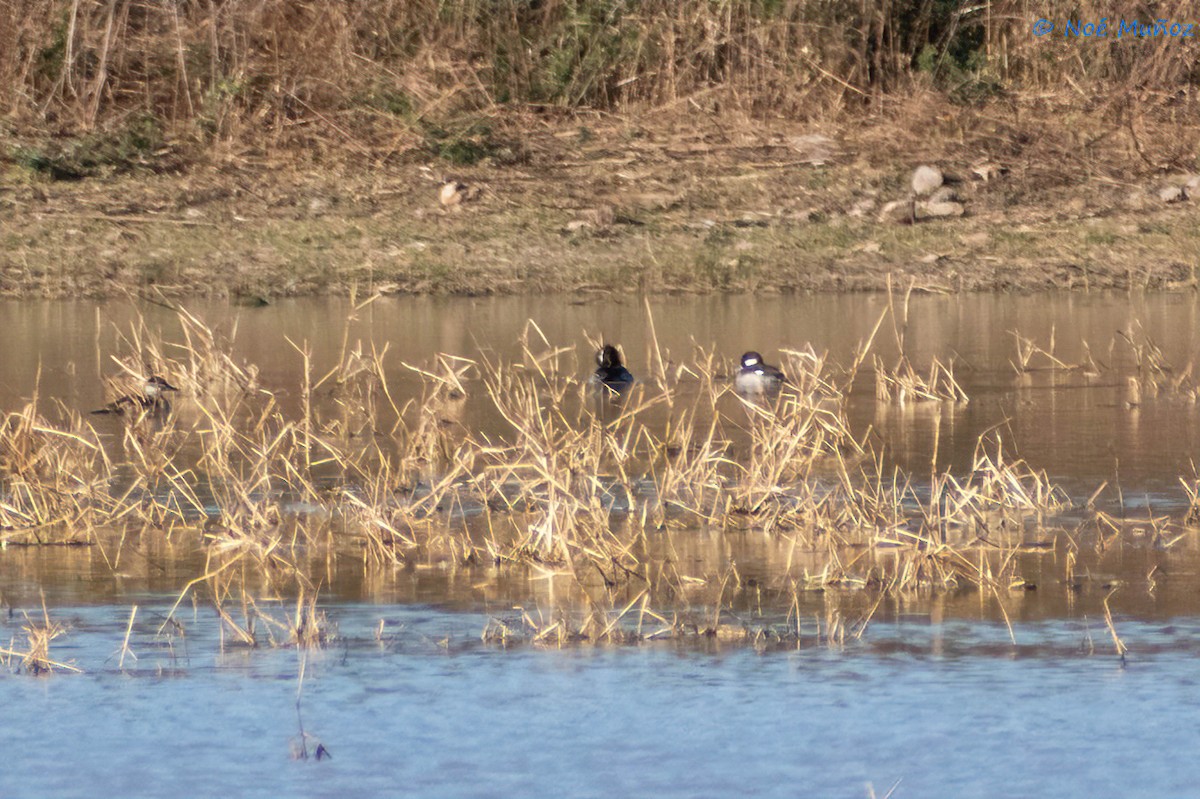 Bufflehead - ML410214291
