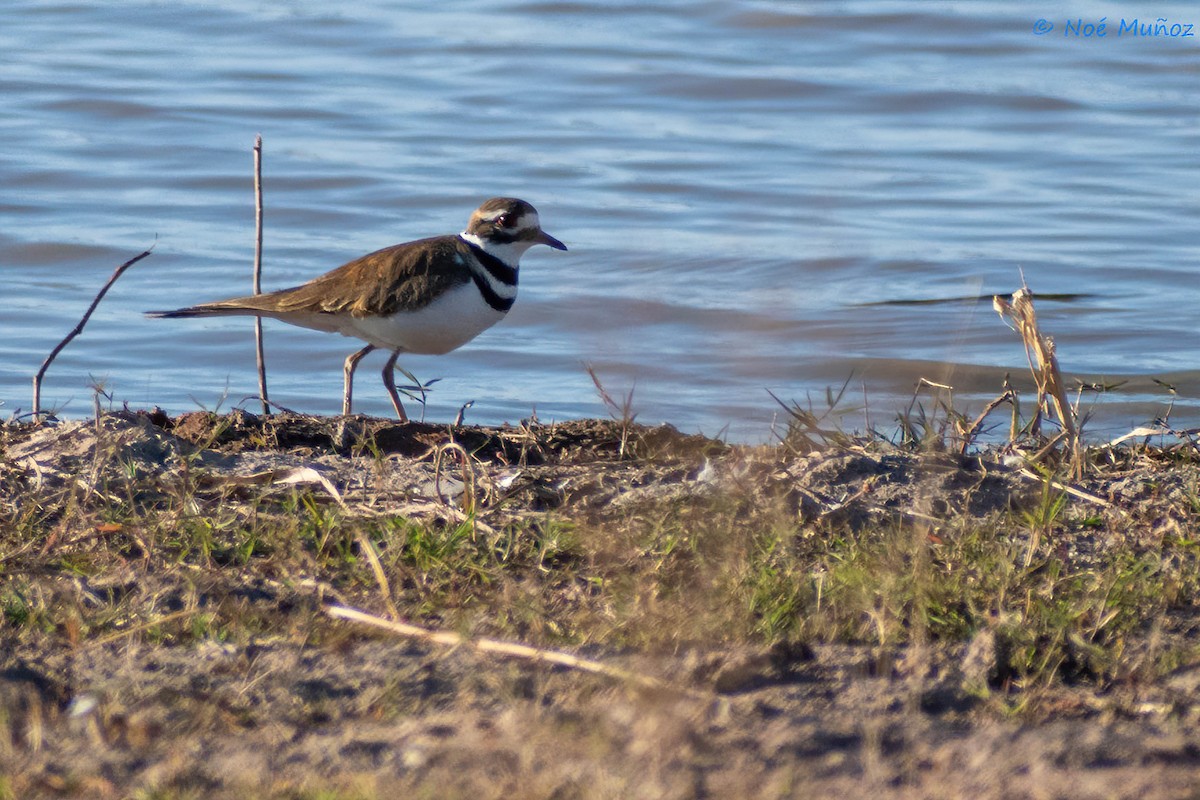 Killdeer - ML410214591