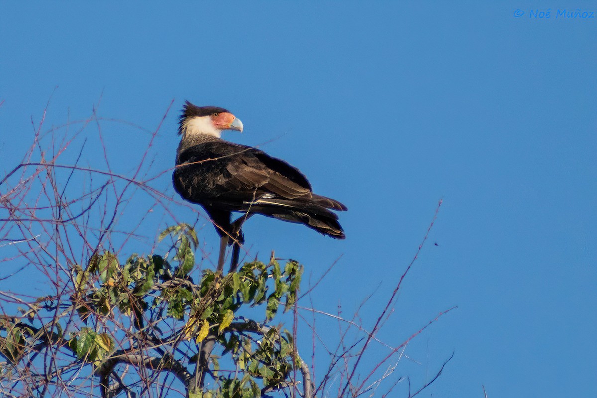 Crested Caracara - ML410214651