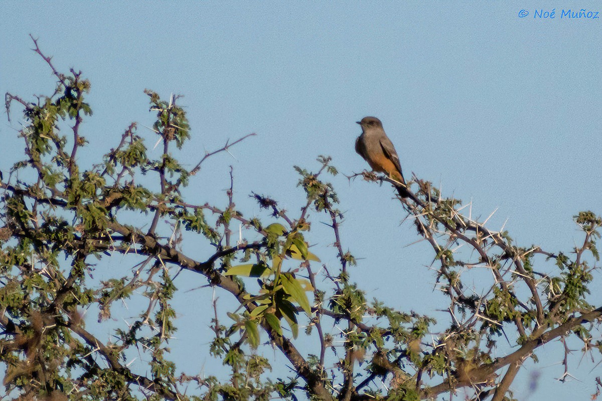 Say's Phoebe - ML410214751
