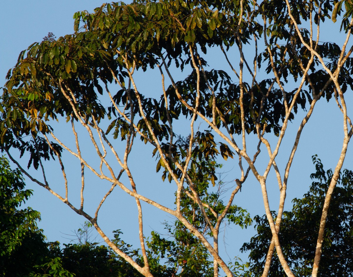 White-fronted Nunbird - ML410214931