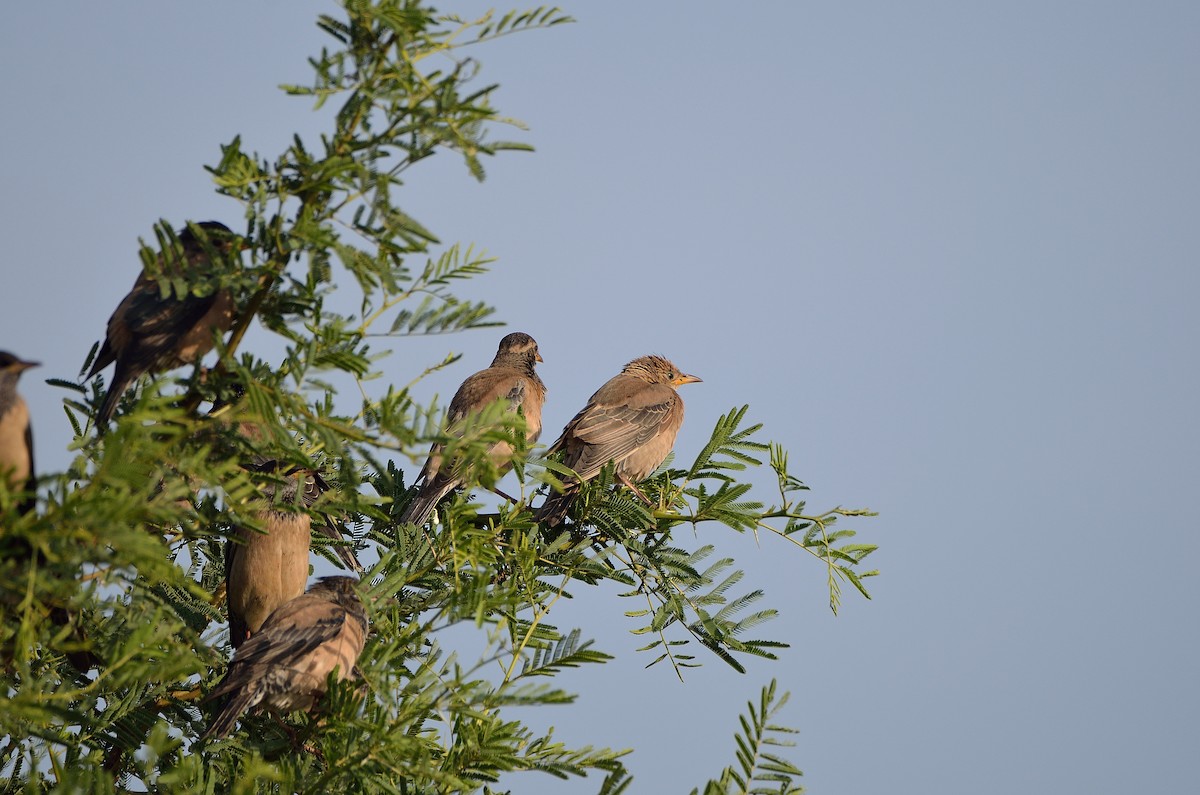 Rosy Starling - ML41021501