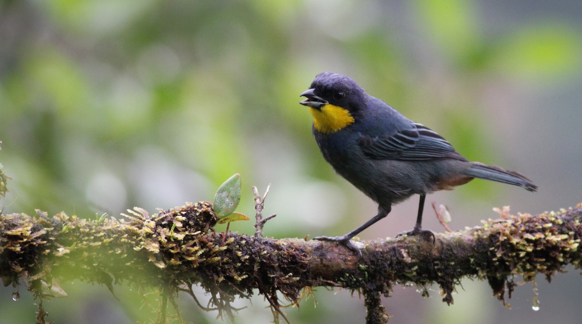 Purplish-mantled Tanager - Ian Davies