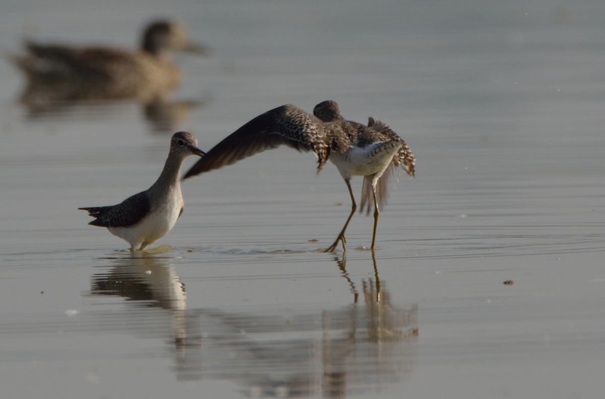 Wood Sandpiper - Bhaskar pandeti