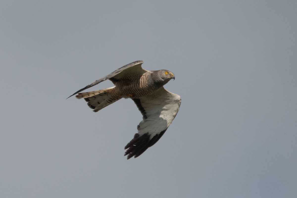 Cinereous Harrier - ML410216121