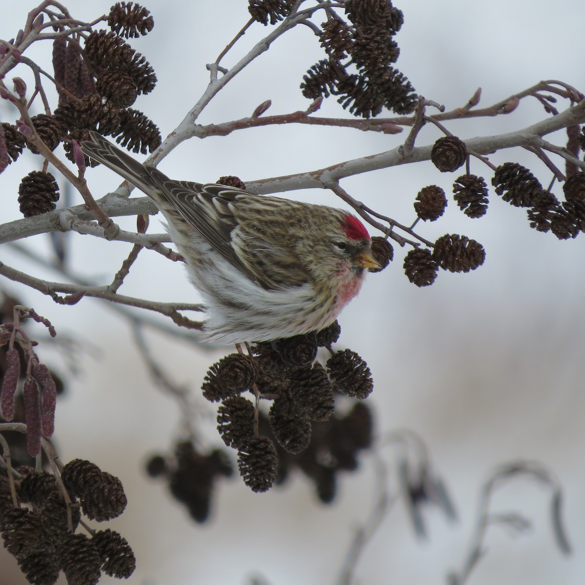 Common Redpoll - Diana Werezak