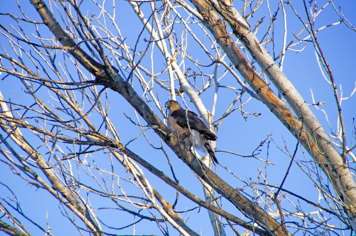 Cooper's Hawk - ML410219821