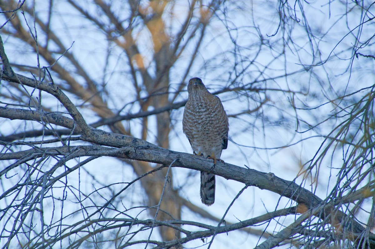 Cooper's Hawk - ML410219831