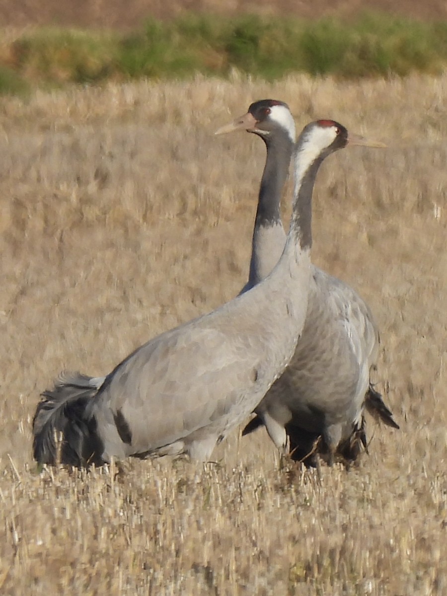 Common Crane - ML410220111