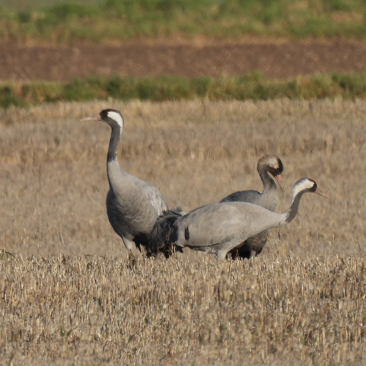 Common Crane - ML410220151