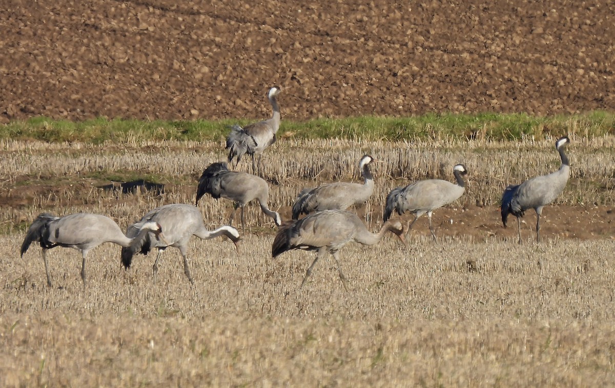 Common Crane - ML410220211