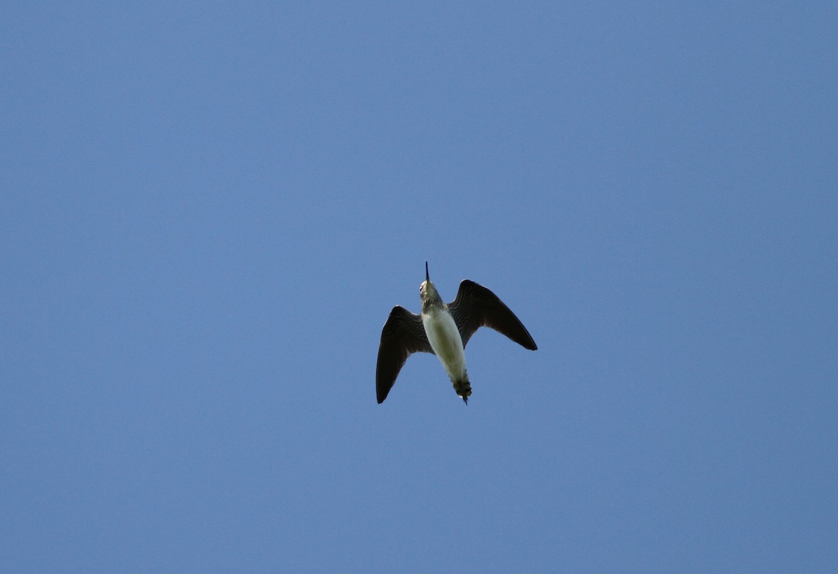 Solitary Sandpiper - David Wheeler