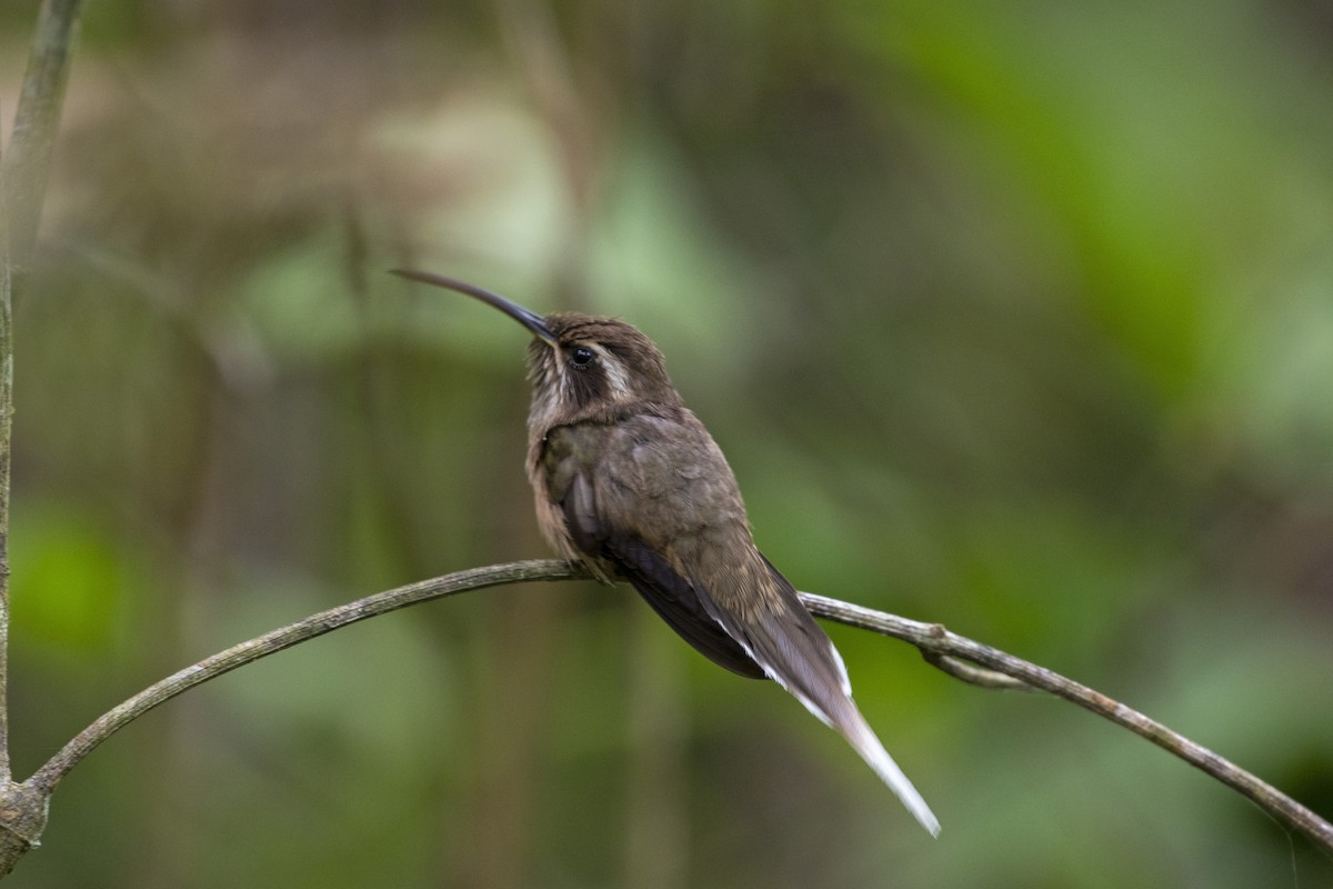 Dusky-throated Hermit - Marco Silva