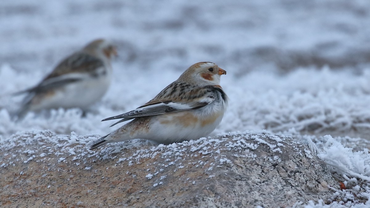 Snow Bunting - ML410221661