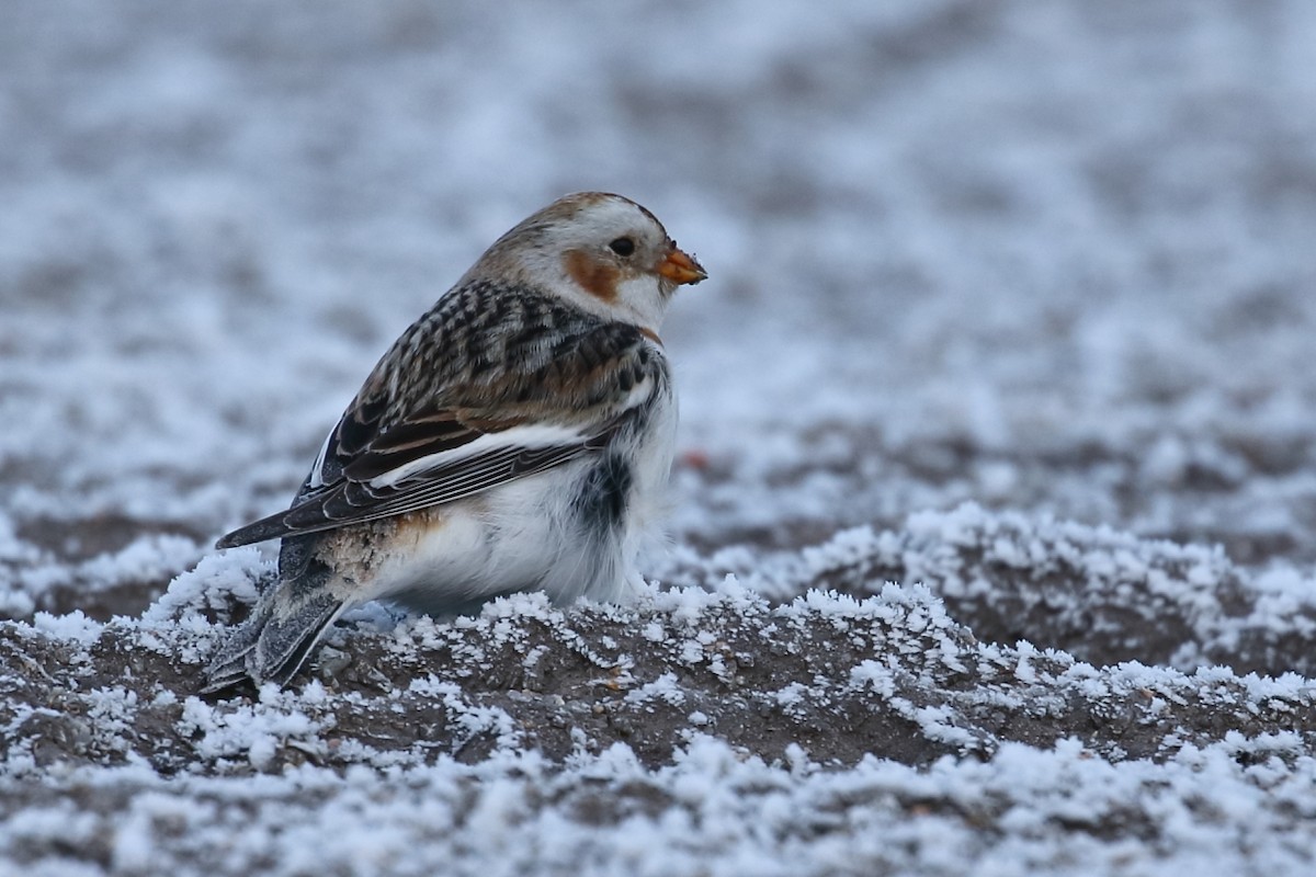 Snow Bunting - ML410221691