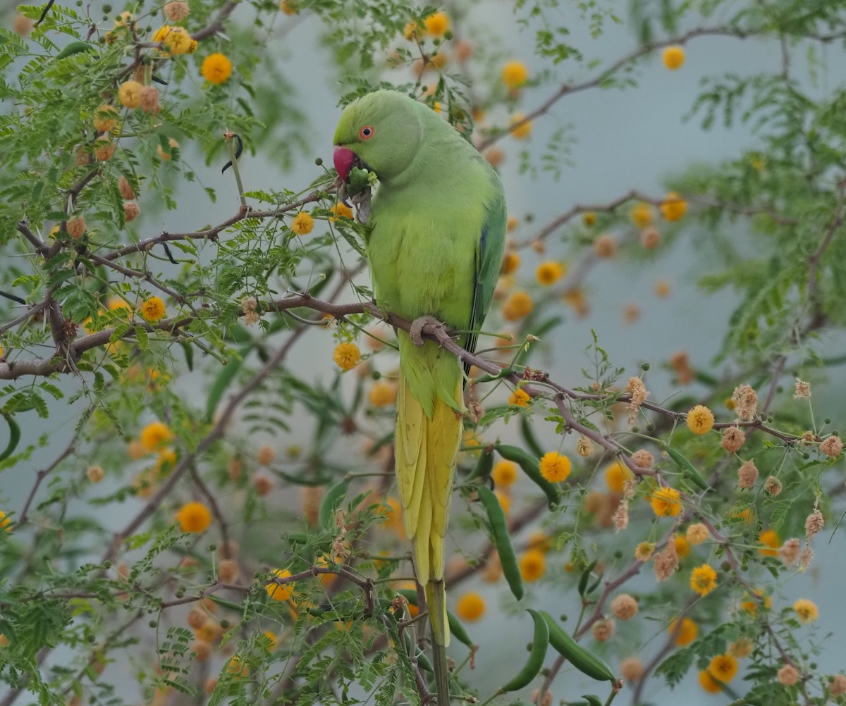 Rose-ringed Parakeet - ML410228061