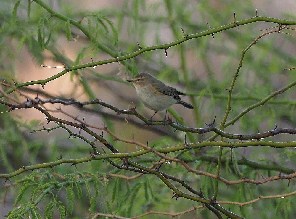 Common Chiffchaff - Martin Meier