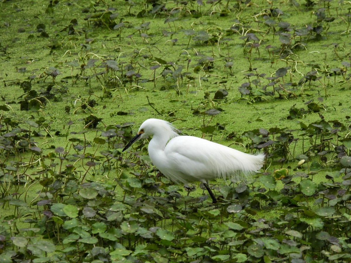 Snowy Egret - ML410228891