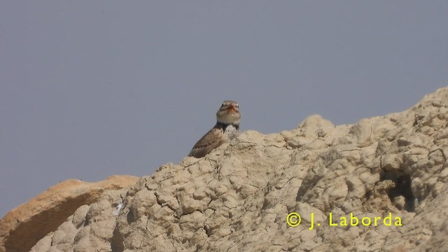 עפרוני ענק - ML410228981