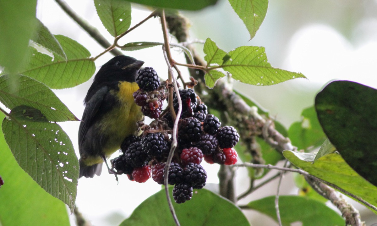 Black-and-gold Tanager - ML41022901