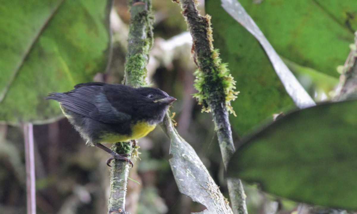 Black-and-gold Tanager - ML41022921