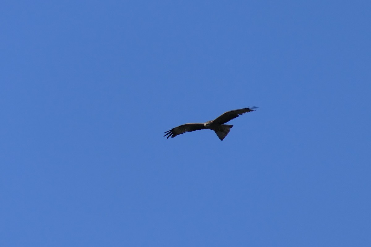 Black Kite - ML410229311