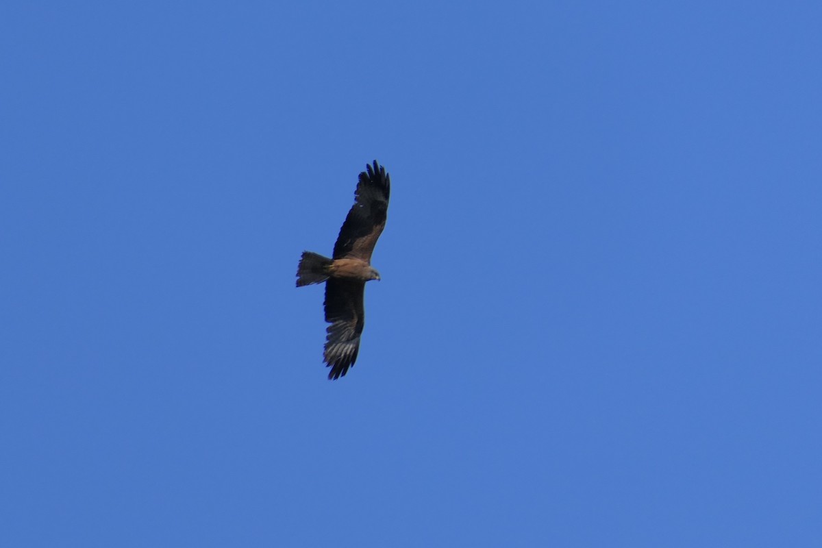 Black Kite - ML410229321