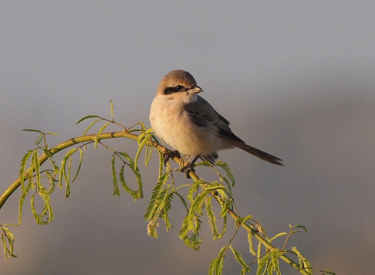 Red-tailed Shrike - ML410229431