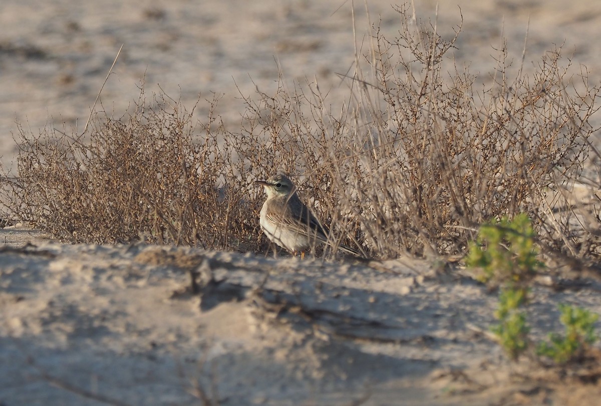 Tawny Pipit - ML410229811