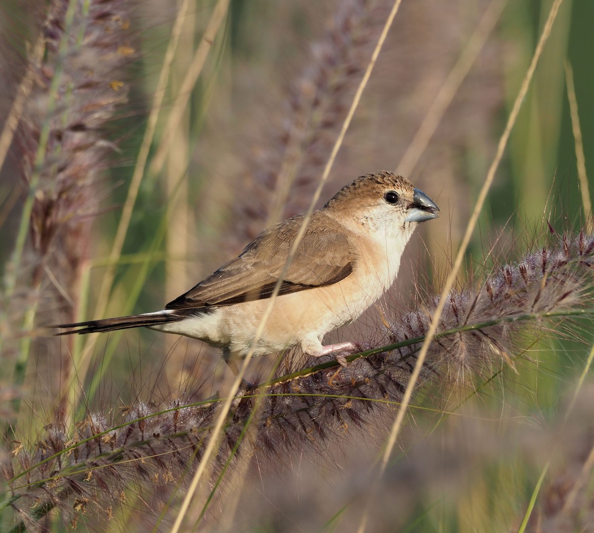 Indian Silverbill - ML410230301