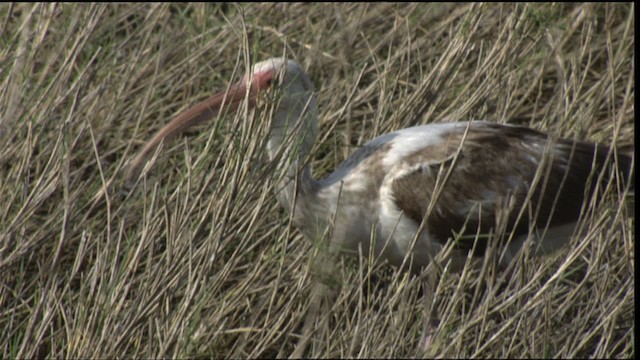 White Ibis - ML410232