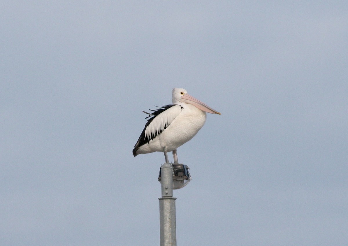 Australian Pelican - ML410232431