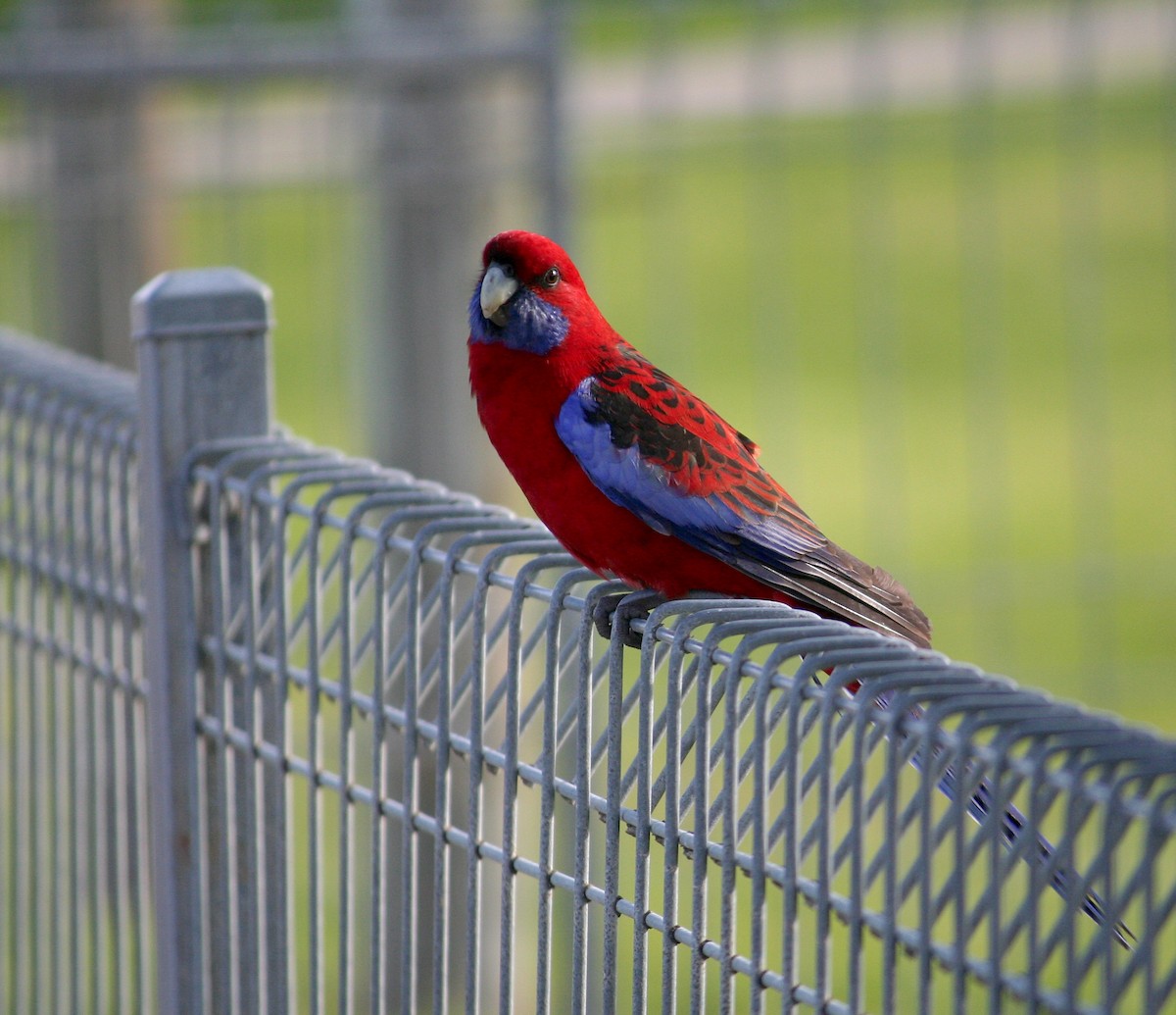 Crimson Rosella - Emma Rosen