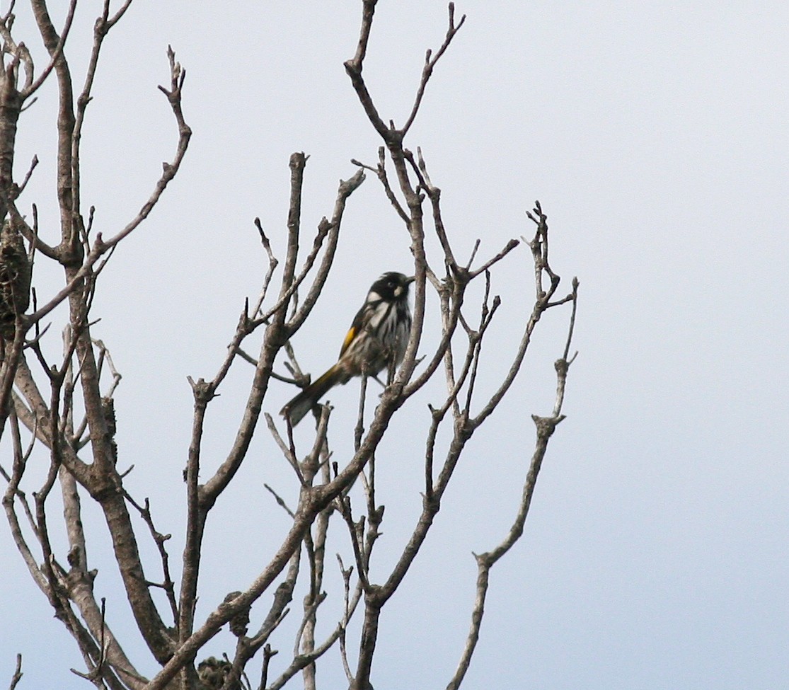 New Holland Honeyeater - ML410233411