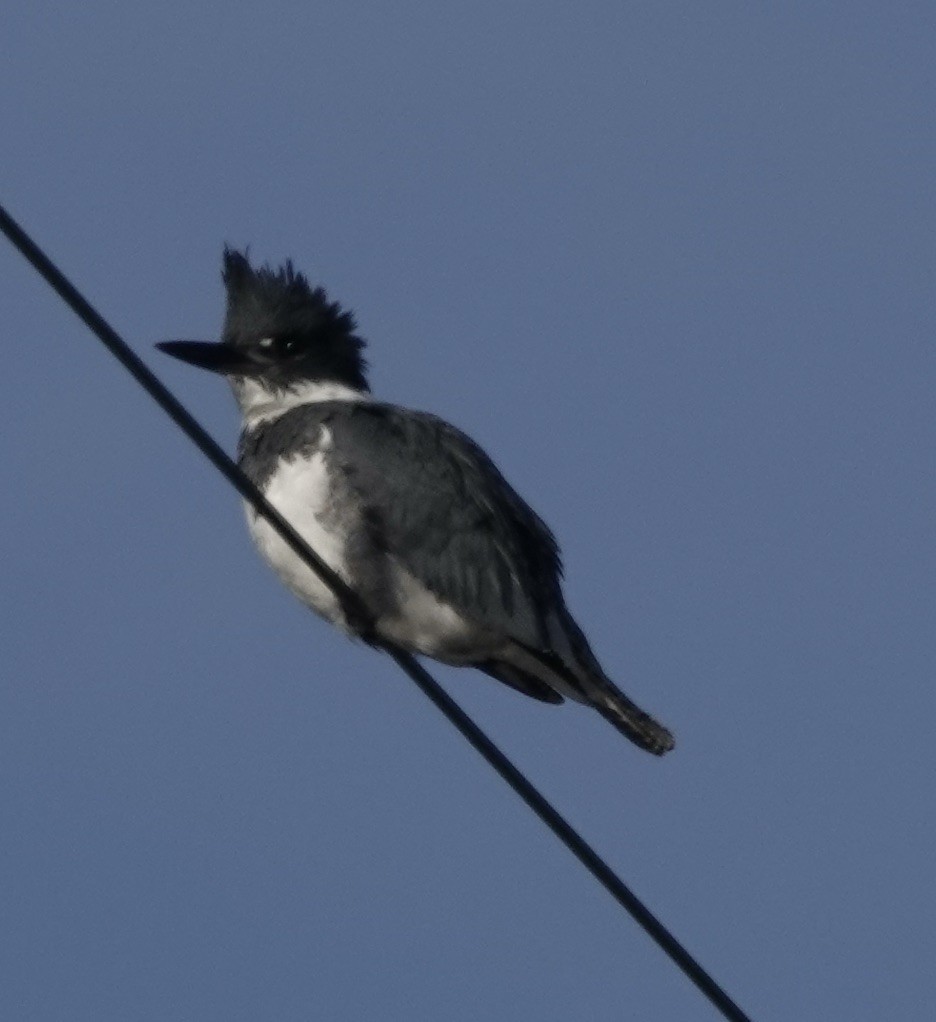 Belted Kingfisher - ML410233921