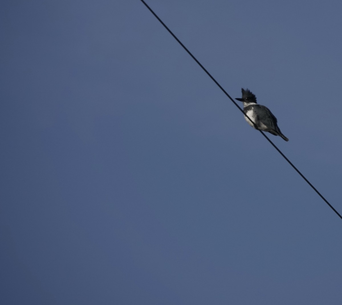 Belted Kingfisher - Jeanne-Marie Maher