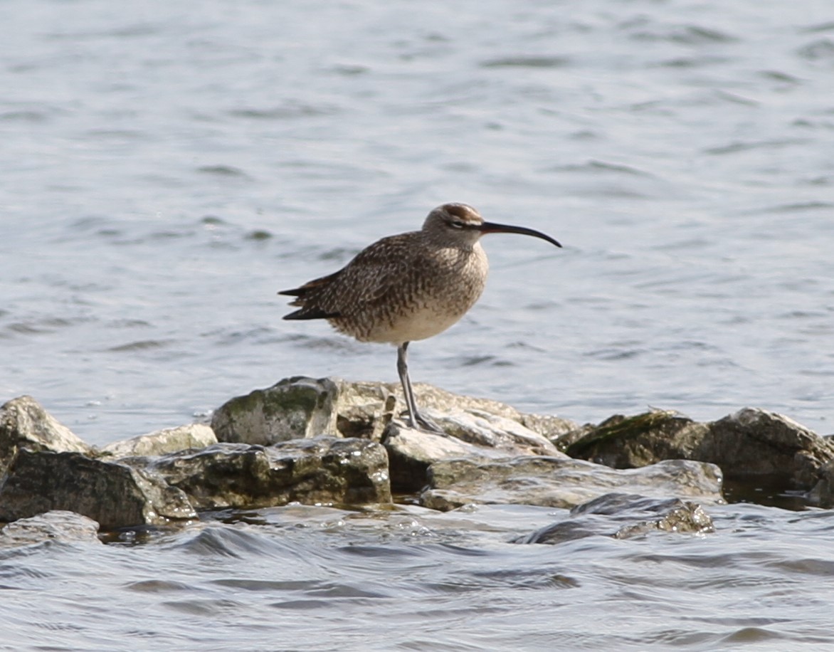 Regenbrachvogel - ML410234331