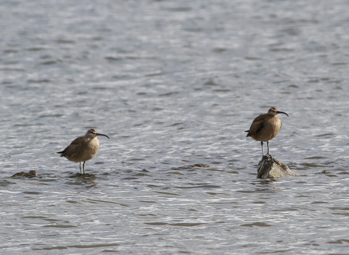 Regenbrachvogel - ML410234361