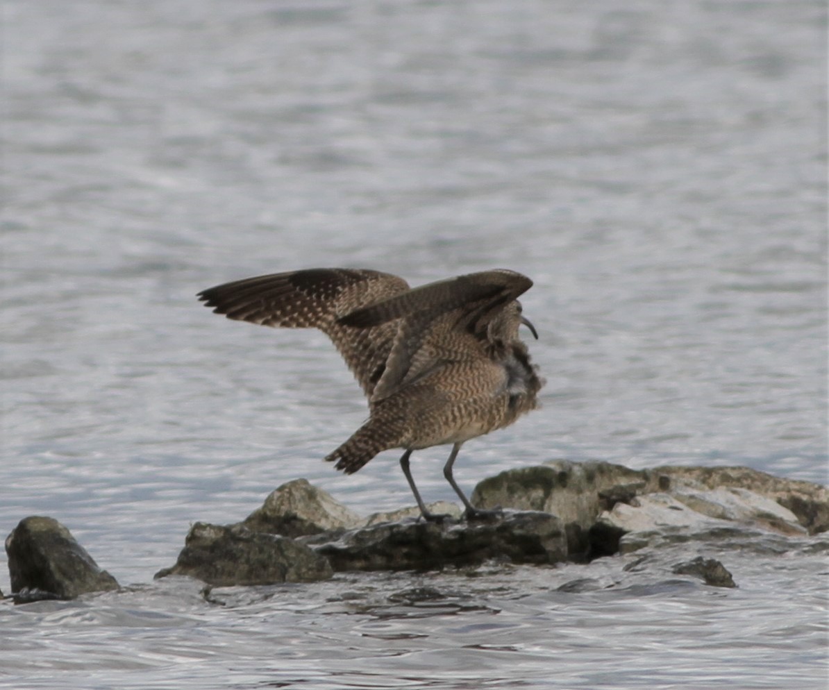 Regenbrachvogel - ML410235831