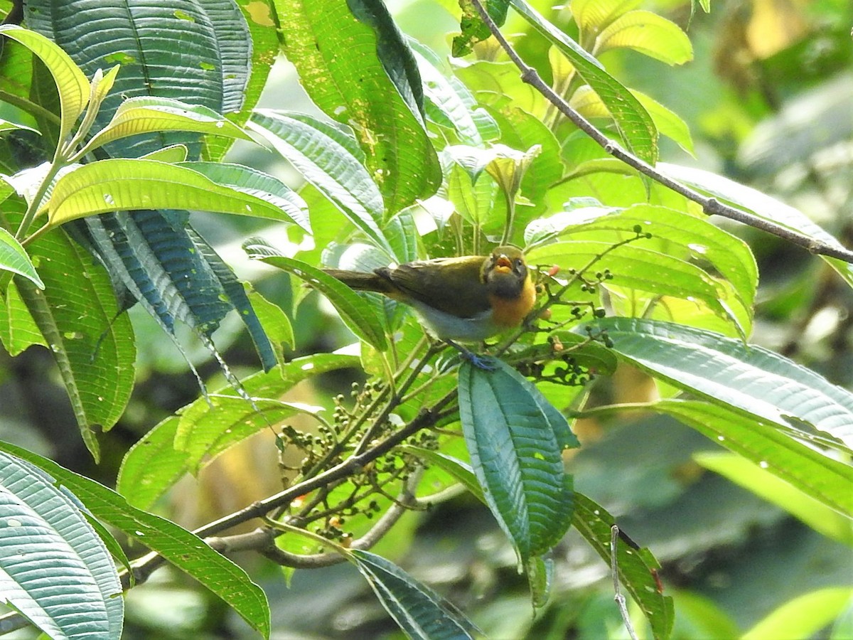 Guira Tanager - ML410236841