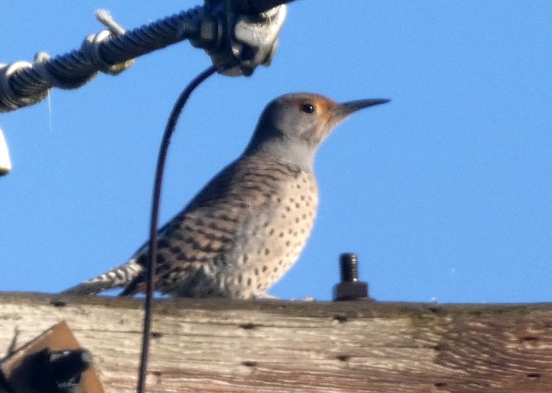 Northern Flicker - ML410238331